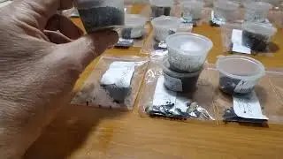 колекция чернушки лука шалот
