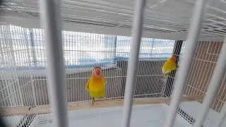 My New Aviary/ എന്റെ  കിളിക്കൂടും കിളികളും /african love birds