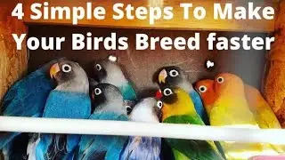 Never ending Love for my Birds bujries on Breed #lovebirds #african lovebirds on breed #breeding