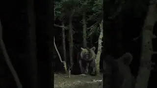 MİLYONLARI ŞAŞIRTAN EFSANEVİ DEV BOZ AYI!