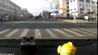 Омские собаки умнее некоторых людей  ЧП ДТП Новости