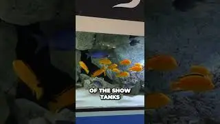 MindBlowing African Cichlid Facility Unveiled You Wont Believe The Technology Inside