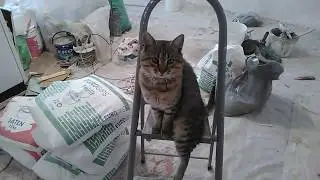 Кот смешно сидит(cat)