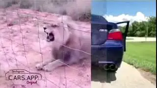 AMG vs M5 exhaust (lion or bambi? )