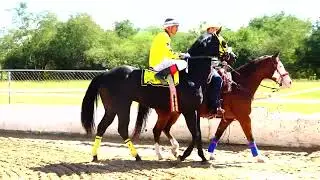 EL FUGITIVO VS EL INDIO  275 YDS