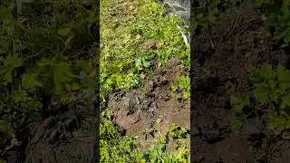 Второй год борьбы с борщевиком Сосновского. Методы борьбы 1