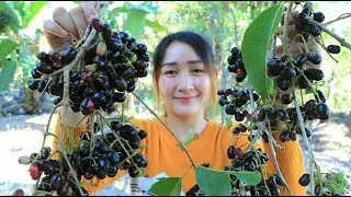 Yummy Black Jamun Shake Chili Salt - Jambolan Plum Harvest From The Tree - Cooking With Sros