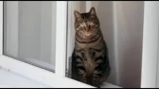 Первый снег