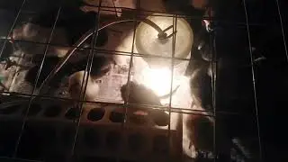 Циплята ни хотят кушать комбикорм, кормлю пшеном🤦‍♀️🤔🐣🐤🙏