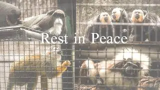 Rest in peace. A number of monkeys died at Hong Kong Zoo.｜感染症前のサルたちの元気な様子｜香港動植物公園