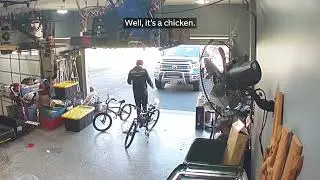 Delivery Driver vs. Runaway Chicken. Who wins!?