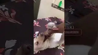 Yeh 🤌🏼 haath hata le 🐶😂😂  #funnydogs #dog #puppy #cute #doglover #pets #funny #cutedog #love