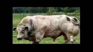 вот это бычара!!!