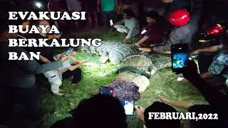Akhirnya Bebas. BUAYA P4Lu bebas dari lilitan Ban..!!  #BuayaBerkalungBan #KotaPalu #SulawesiTengah