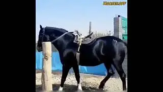 ноокат самый красивый лошадь
