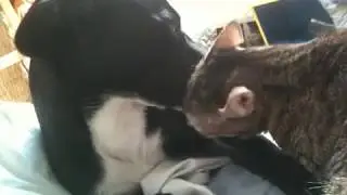 Dog and cat are kissing and licking 2