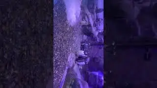 Dubai mall. Real Penguins at Dubai Ski Center