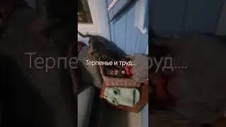 Упорная собачка 