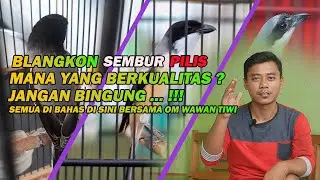 Cara Memilih Burung Cendet Prospek dan Berkualitas - Blangkon, Semburat, atau Pilis Semua di Bahas