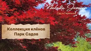 Maples in Japanese and European gardens - varieties, care and ideal combinations | Park der Gärten 🍁