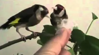 Pareja de jilgueros en celo,que pasada www.todojilguero.TK