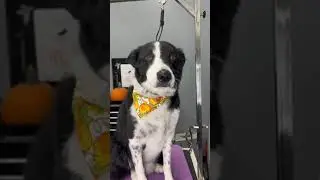 Kim Kardashian's Dog?