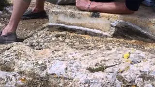 Walking in Ibiza: Lizards at Cala Llonga walk in Ibiza
