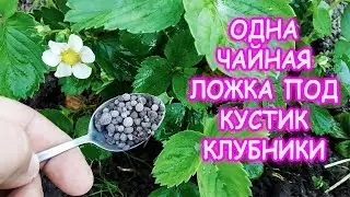 1 чайная ложка под кустик клубники и устанете собирать ягоду! Клубники земляники будет море!