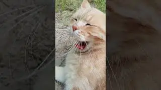 Надобраніч ❤️ #cat #funnycats #cutecat #kitten #кошки #fannyvideo #смішнікоти