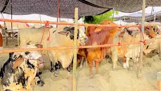 Cow Mandi 2024 || Sukkur Sindh
