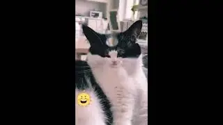 Приколы с котами и собаками