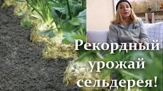 Record harvest of celery! You will not believe! How to grow celery. What are the benefits of celery?