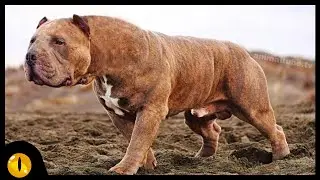 10 Rarest Dog Breeds You won't get to see often!