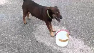 Panhandling dog in Miami Florida