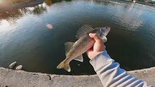 Walking Around Town Looking for Fish (Struggle Bus)