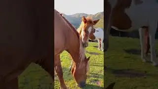 #Алматы #горы