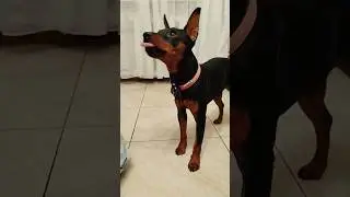 Купер и огурец #цвергпинчер #собака#огурец#dog#asmr