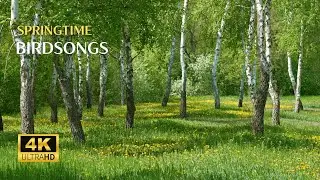 Relaxing Sounds of Springtime | Soothing Sounds of Nature in Springtime | Deep Relaxation Instantly
