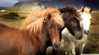 Horse sound effect snort 2  HQ BEST!
