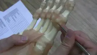 Ligaments and Tendons of the Foot