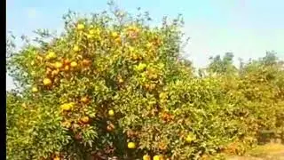 Orange Plants || Orange Orchard || Natural Sounds Clips