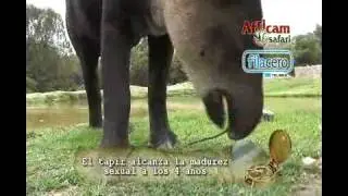 Fila Cero presenta: Africam Safari 