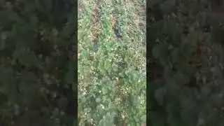 Сорт Краппо 10