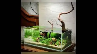 @trend@aquarium@akvariumbaliqlar