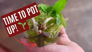 When to remove orchids from their humidity chamber: Signs it's time to pot up!