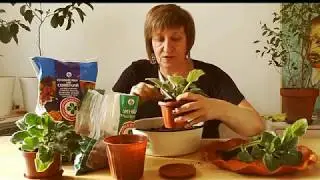 Как пересадить фиалку - мой опыт