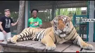 Speed Barks At A Tiger