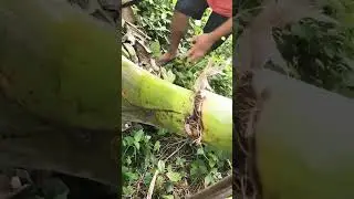 nanguha kami ng saging pang saing 😊 fresh from garden 😍 province simple life 🥰 