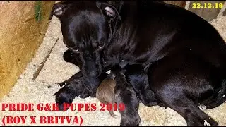 РОДЕЛИСЬ ЩЕНКИ....PRIDE G&K PUPES 2019 (BOY X BRITVA)