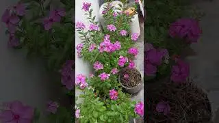 My Beautiful Garden 🥰🥰🥰🥰 #vlog #only100percent #reels #shorts